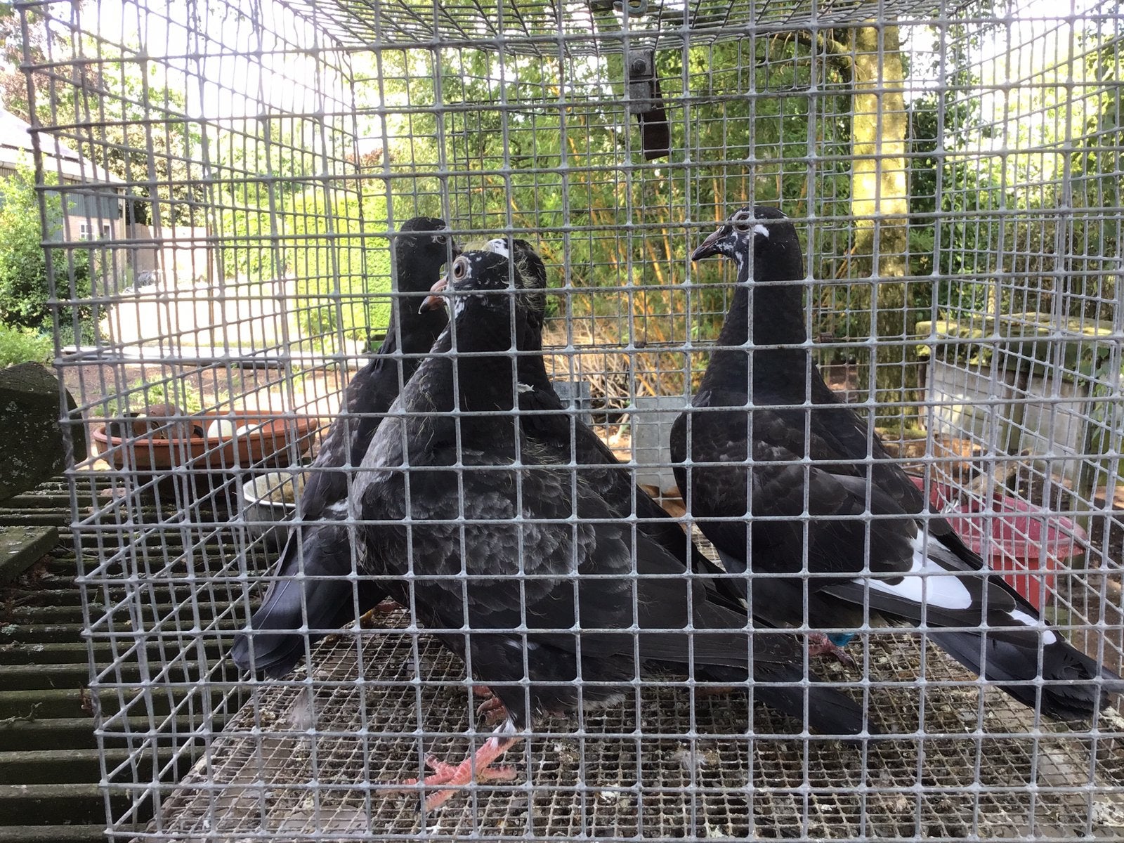 Jonge postduiven, Dieren en Toebehoren, Vogels | Duiven, Meerdere dieren, Postduif