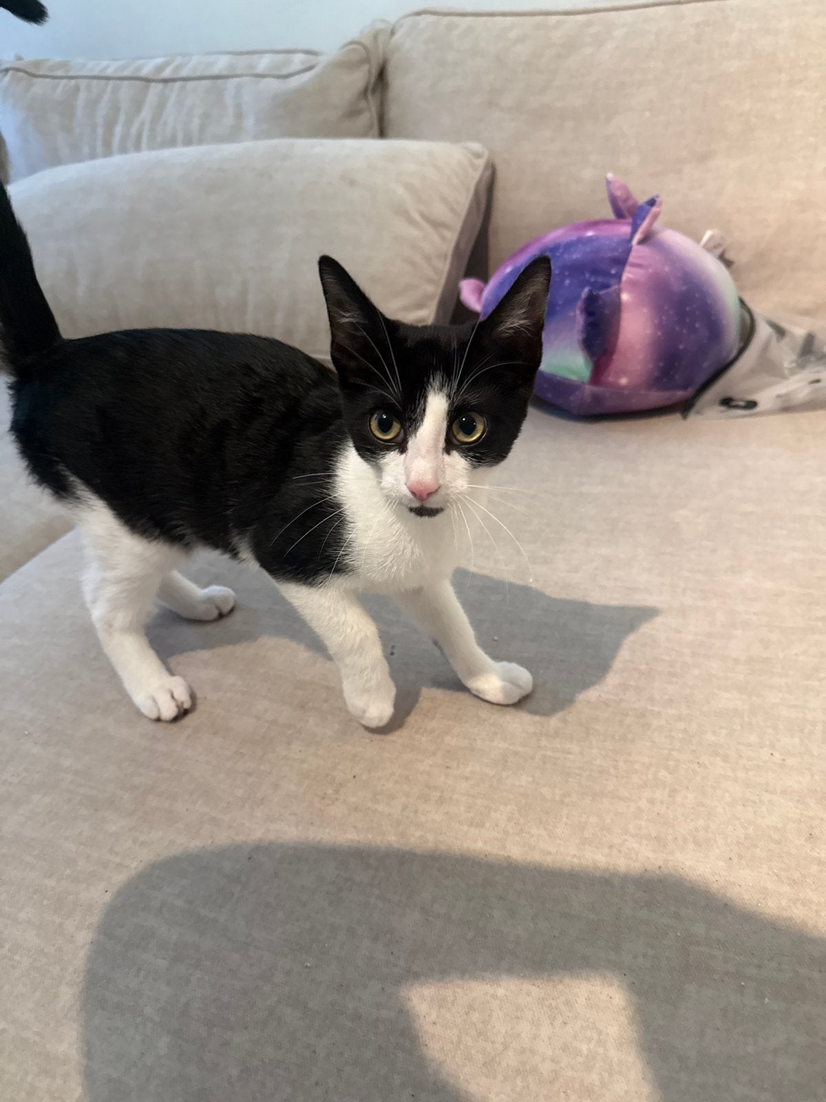 Kitten gratis ophalen, Kater