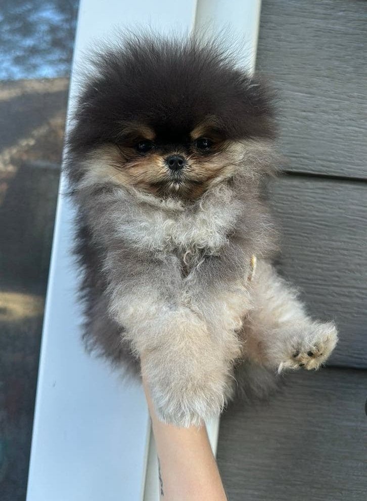 Lief teacup pomeriaan teefje black en tan, Dieren en Toebehoren, Fokker | Hobbymatig, Keeshond, Rabiës (hondsdolheid), 15 weken tot 1 jaar