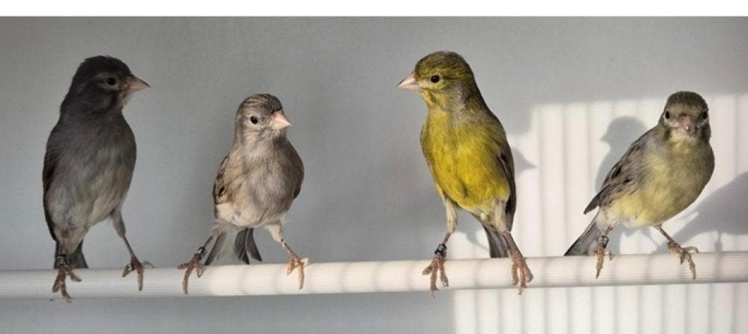 gezocht Raza espagnola kanarie, Meerdere dieren, Zangkanarie