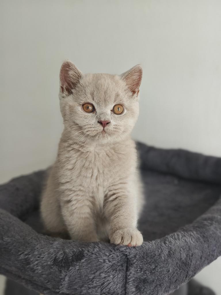 Brits Britse korthaar kittens, Meerdere dieren, Ontwormd