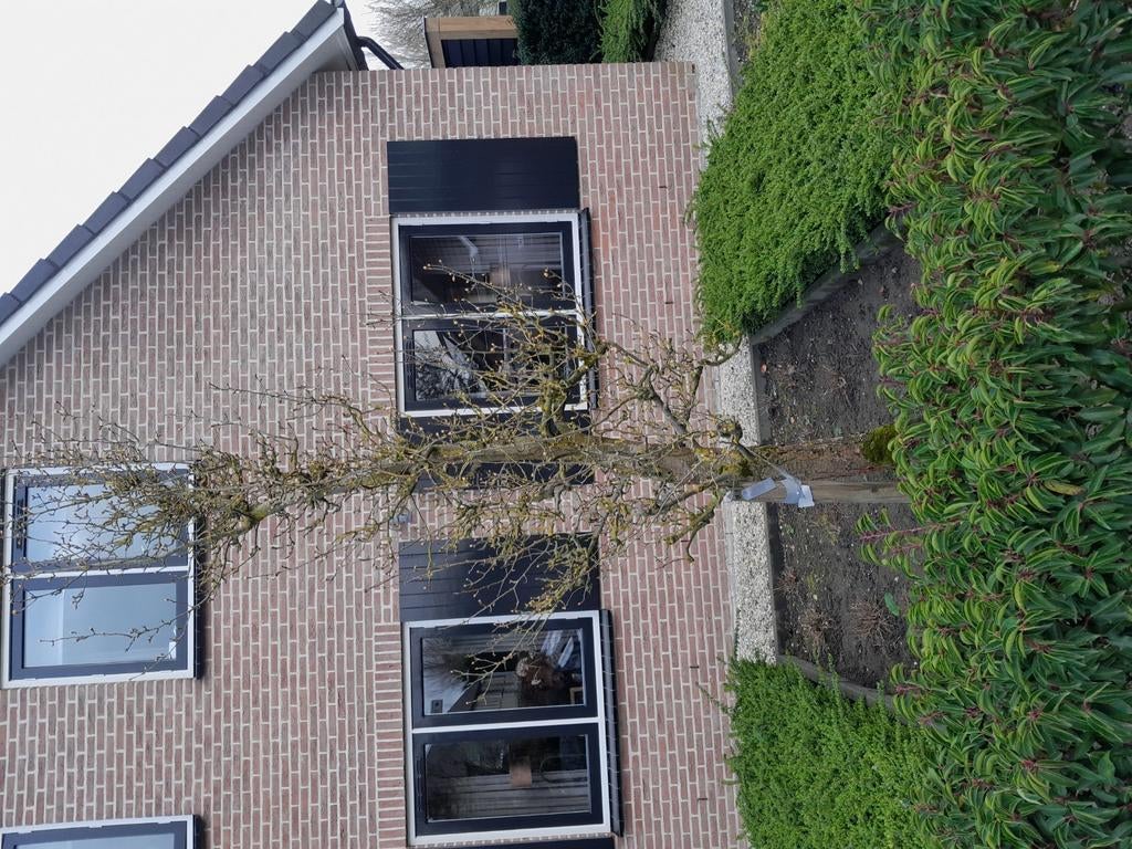 2 stuks peren bomen, Ophalen of Verzenden, Overige soorten