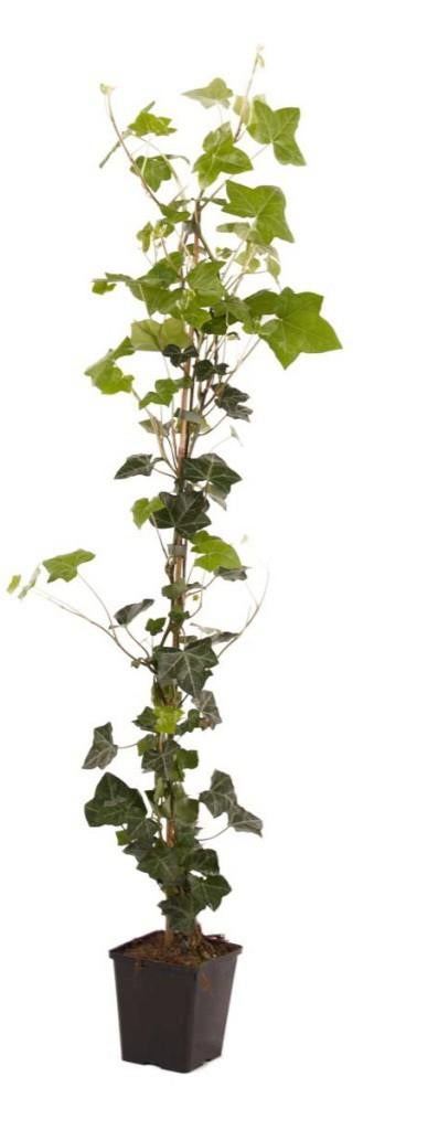 Goedkope hedera planten aangeboden!!, Tuin en Terras, Planten | Struiken en Hagen, Overige soorten, 100 tot 250 cm, Ophalen