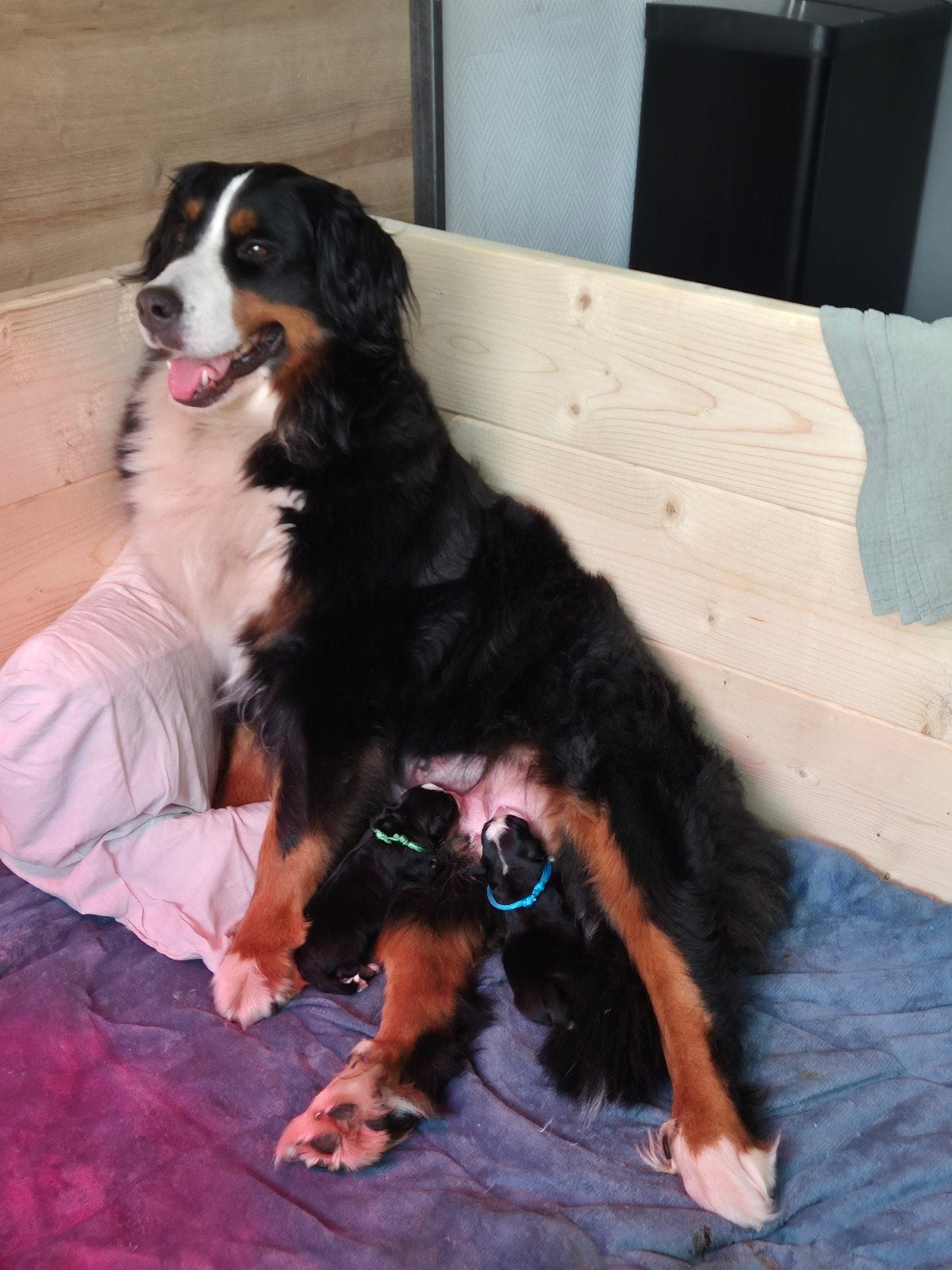 Berner sennen puppy's, Parvo, Overige rassen, 8 tot 15 weken, Meerdere