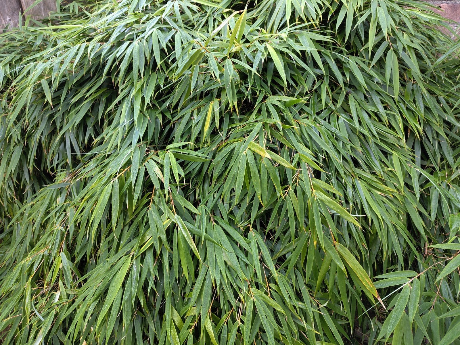 Grote bamboe plant met kluit, Ophalen, Bloeit niet, Overige soorten, Halfschaduw