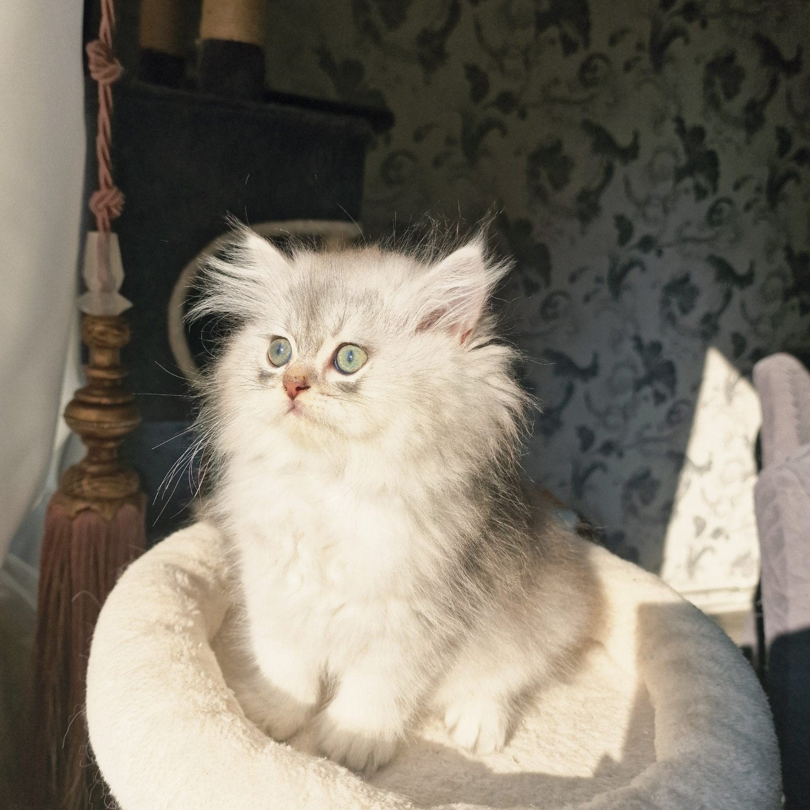 Brits lang haar, Dieren en Toebehoren, Poes, Ontwormd, 0 tot 2 jaar