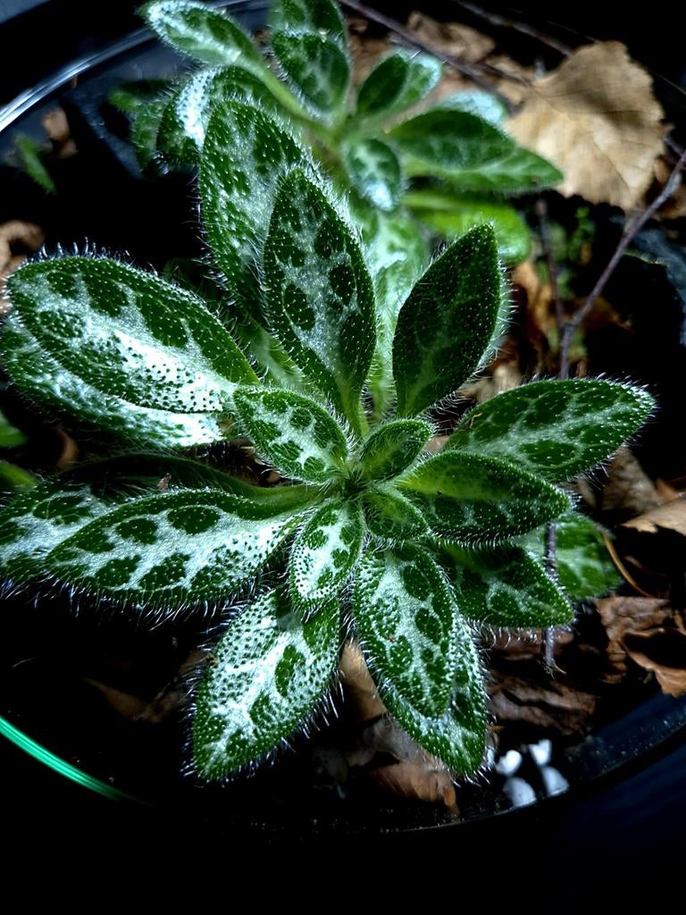 Primulina sinovietnamica, Ophalen of Verzenden, Halfschaduw, Minder dan 100 cm
