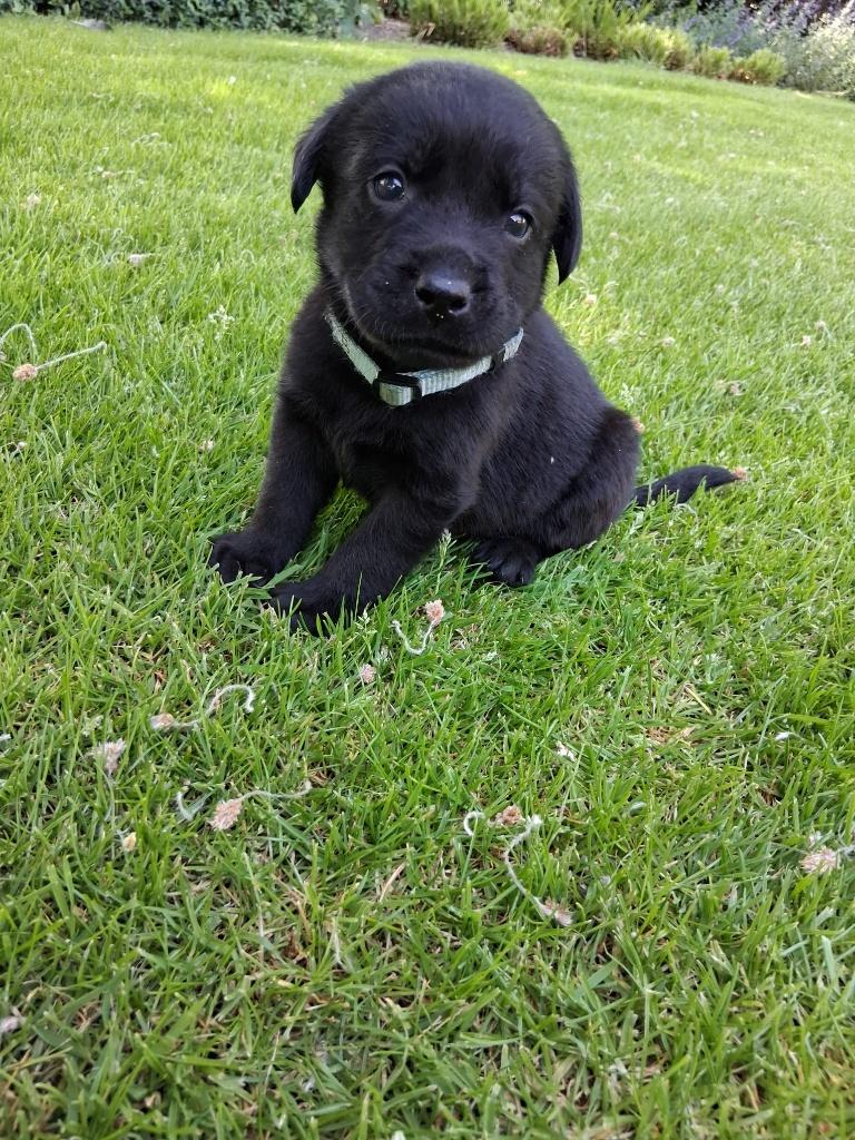 lieve labrador pups, Dieren en Toebehoren, Honden | Retrievers, Spaniëls en Waterhonden, Meerdere dieren, Labrador retriever, Particulier