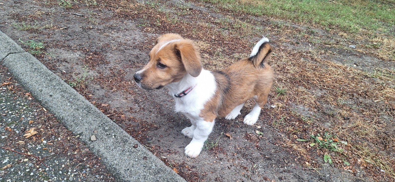 Leuke pup van 4 maanden zoekt warm thuis, beagle/pekinees, Dieren en Toebehoren, Honden | Niet-rashonden, Particulier, 15 weken tot 1 jaar