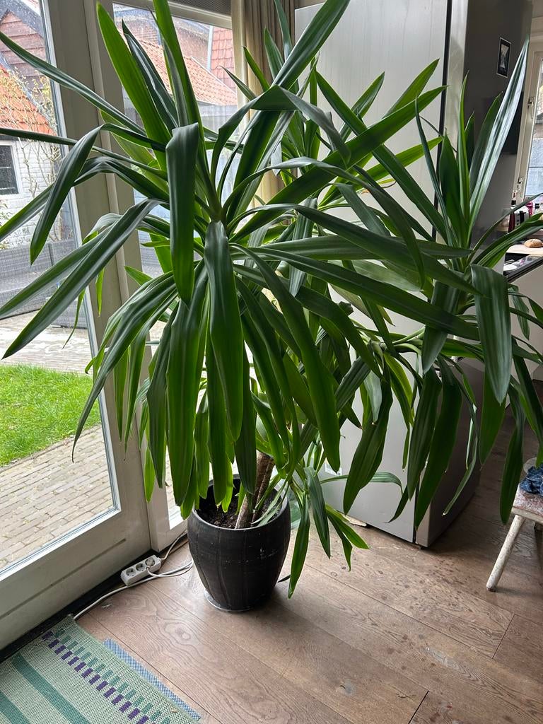 Grote Yucca Elephantipes - Sterke en onderhoudsvriendelijke, Volle zon, Vaste plant, Bloeit niet, Ophalen