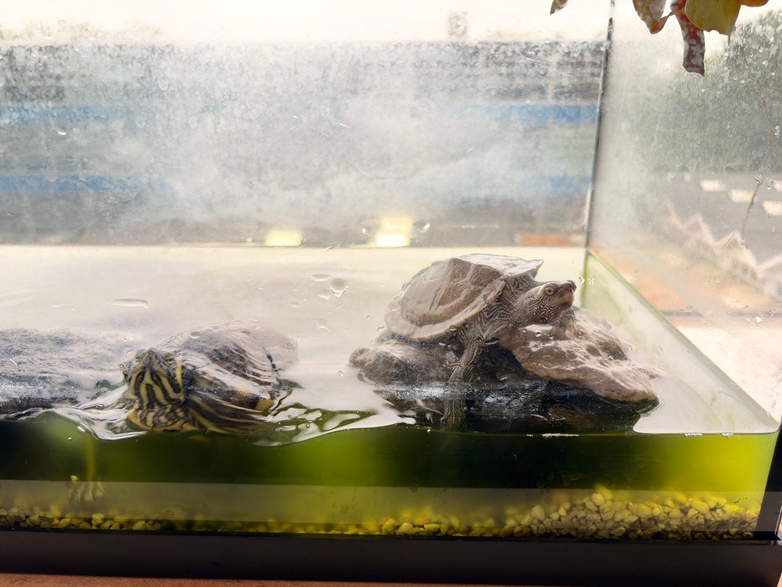 2x schildpadden incl aquarium, Ophalen, Dieren
