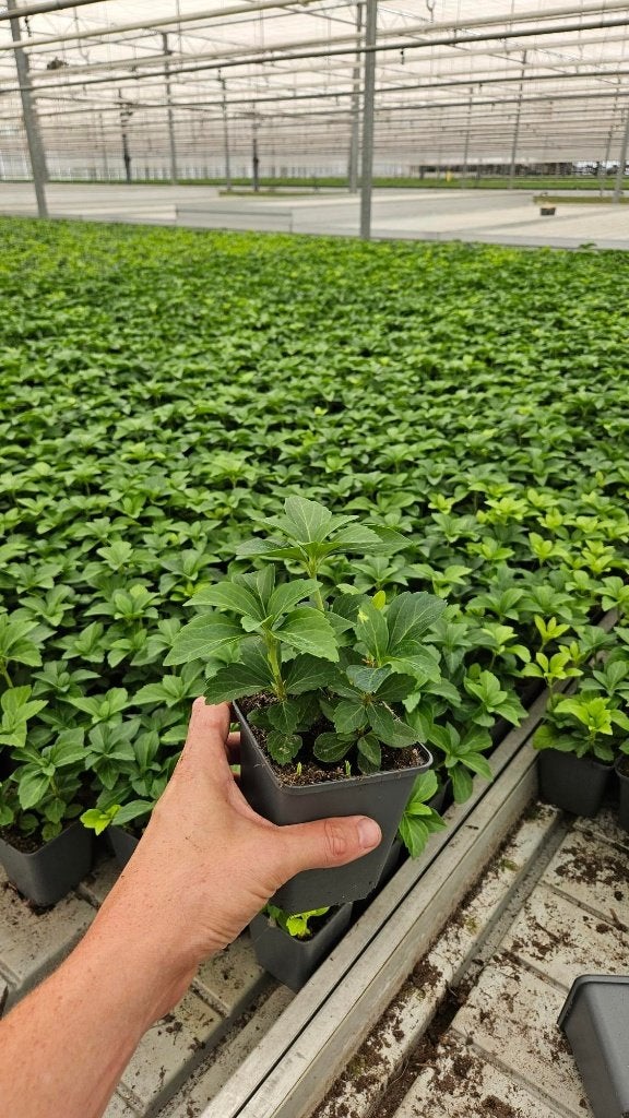 Pachysandra Terminalis - dikkemanskruid - goedkoop, Tuin en Terras, Bodembedekkers, Vaste plant, Ophalen of Verzenden, Halfschaduw