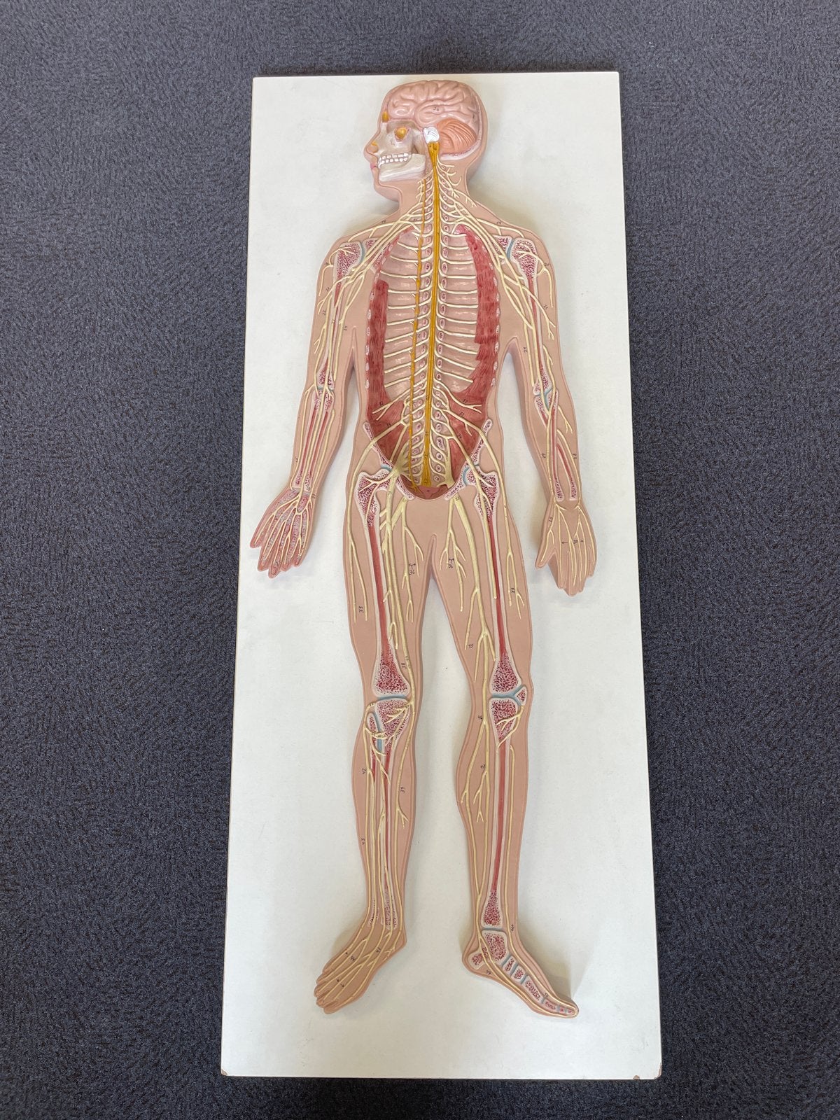 Anatomisch model menselijk zenuwstelsel, Ophalen of Verzenden, Gebruikt