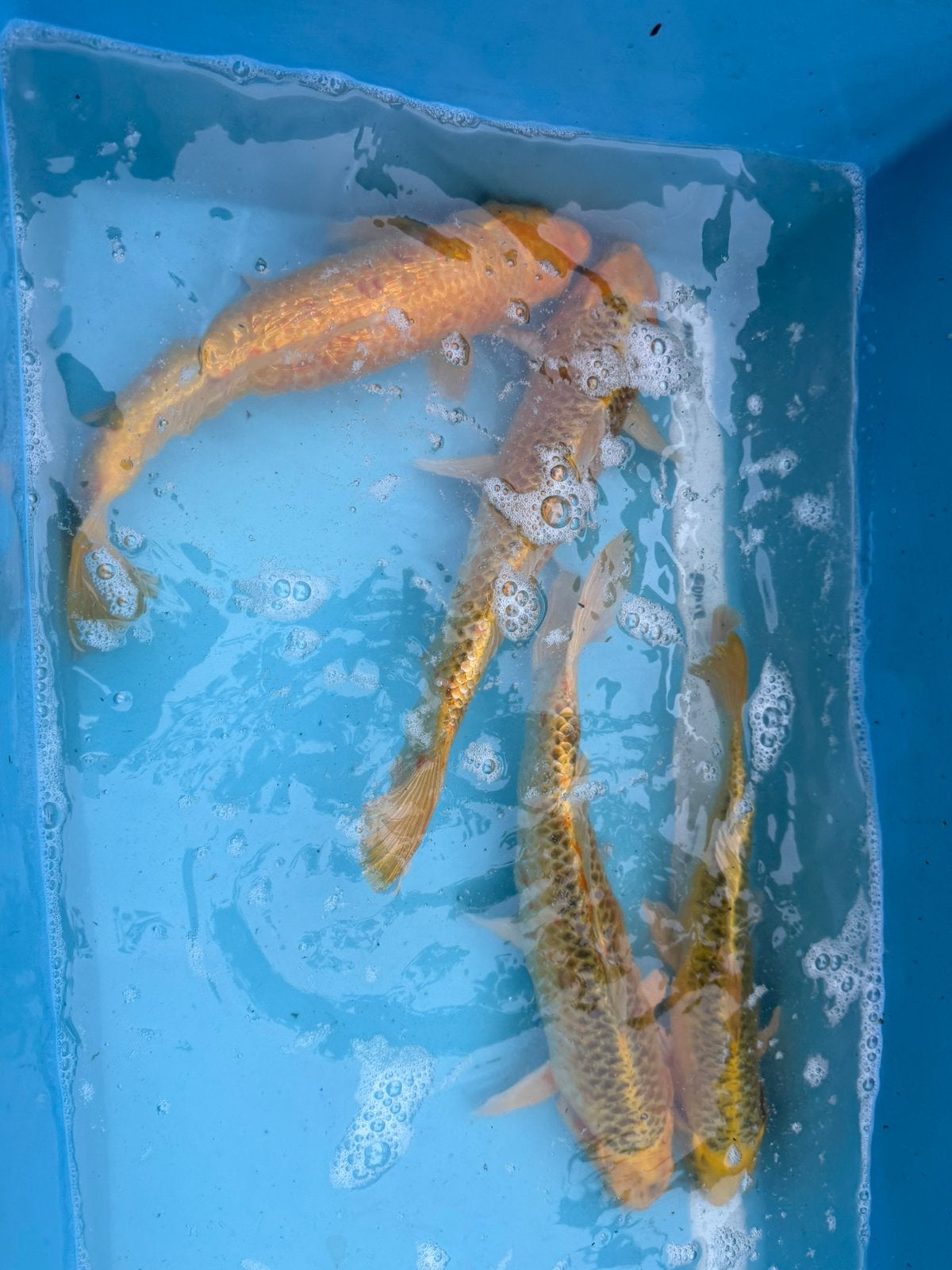 4x Yamabuki koi / aan bieden, Dieren en Toebehoren, Vissen | Vijvervissen, Karper of Koi