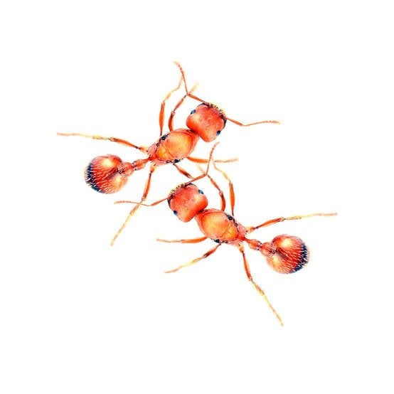Pogonomyrmex californicus queens, Dieren en Toebehoren, Insecten en Spinnen, Overige soorten