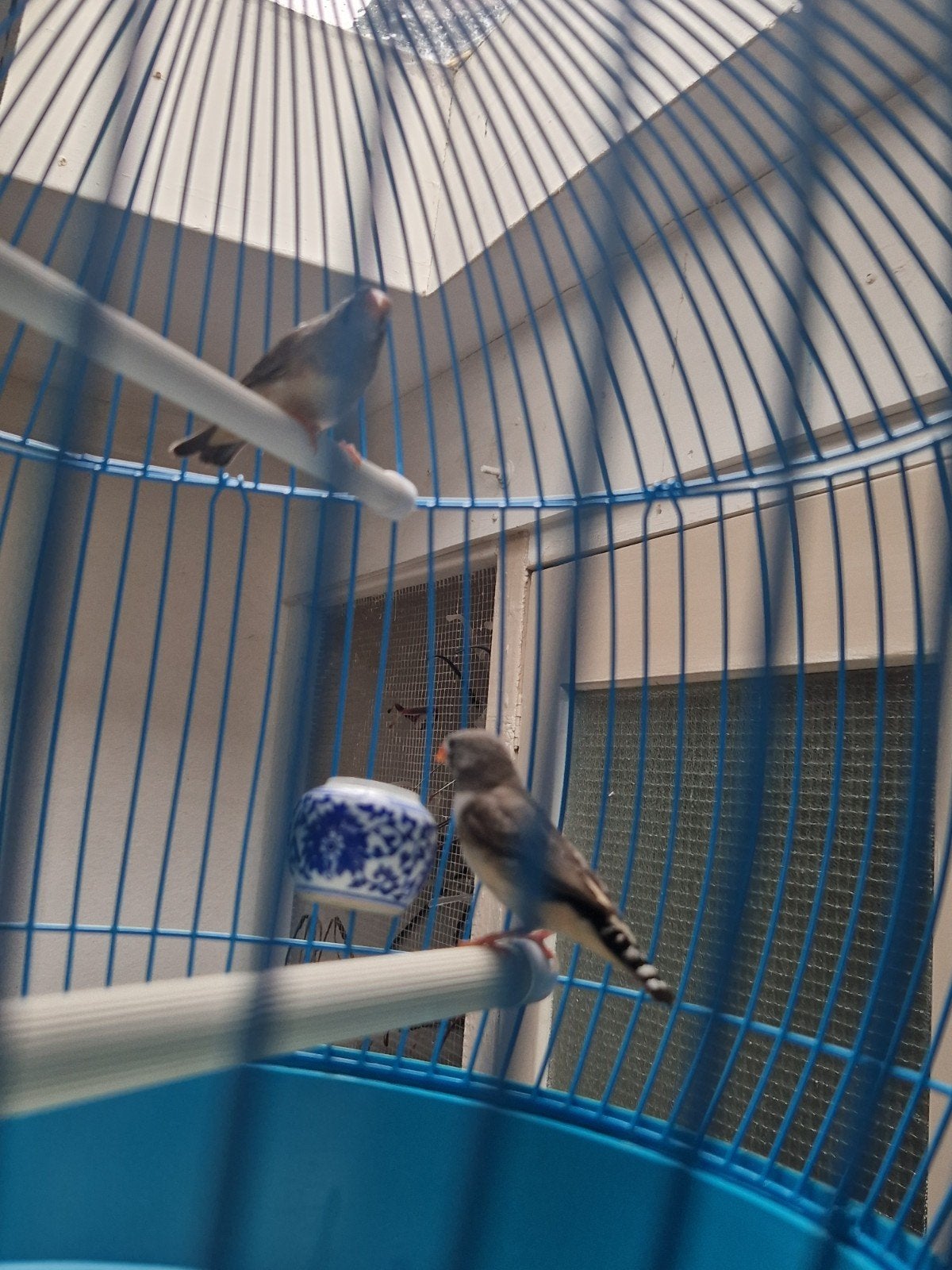 Zebravinken hang vogel kooi vogelkooi volière, Meerdere dieren, Zangkanarie