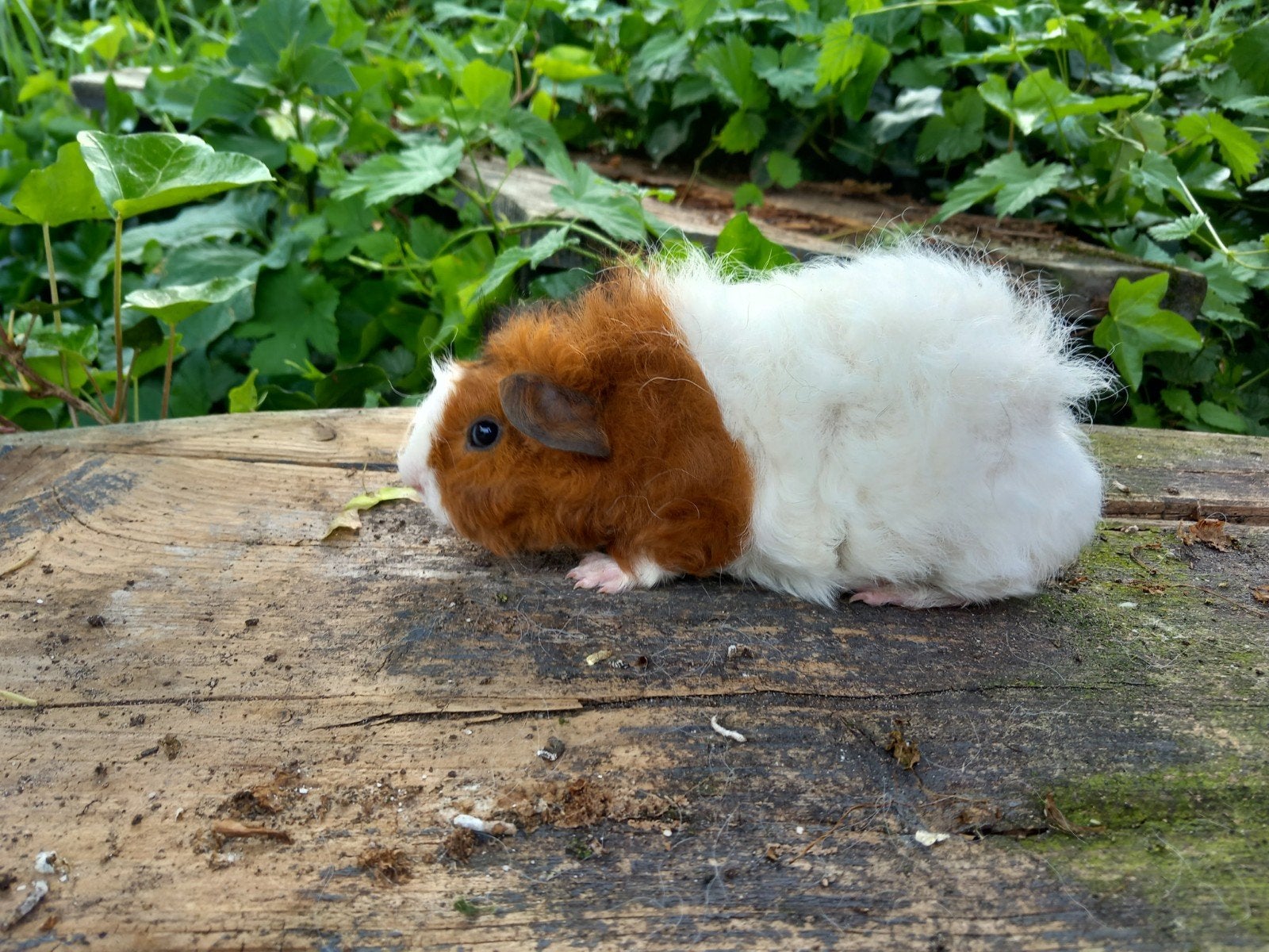 Leuk cavia beertje, April, Mannelijk, Cavia