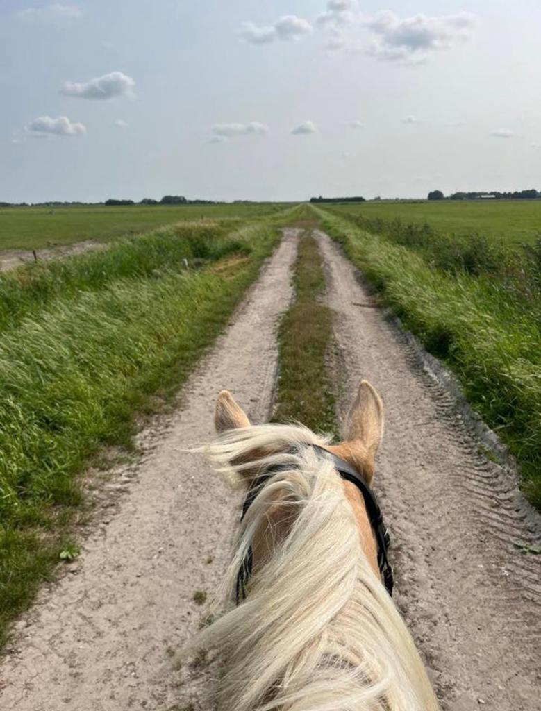 1 ponybox/weidegang/paddock te Oterleek (omg. Heerhugowaard), Weidegang, 1 paard of pony