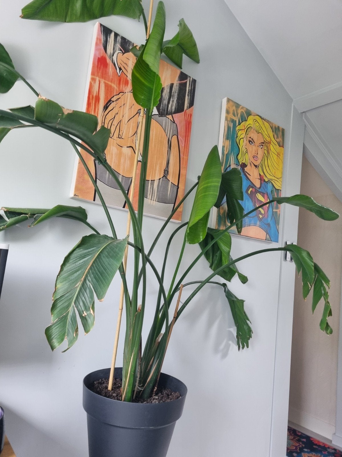 Grote kamerplant Strelitzia, Huis en Inrichting, Ophalen, Halfschaduw