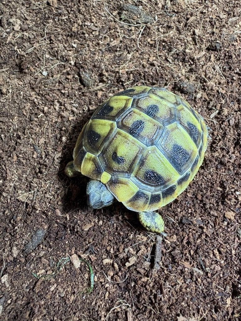 Griekse Landschilpadden, Schildpad, 0 tot 2 jaar