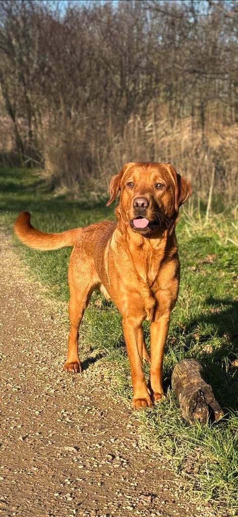 Dekreu Red Fox Labrador, Dieren en Toebehoren, Reu, 1 tot 2 jaar, Labrador retriever, Parvo