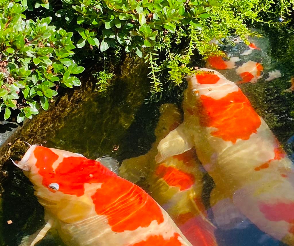 Vijverstart KOI AQUABAC beste OPSTART bacterien  vijver, Dieren en Toebehoren, Vissen | Vijvervissen, Karper of Koi