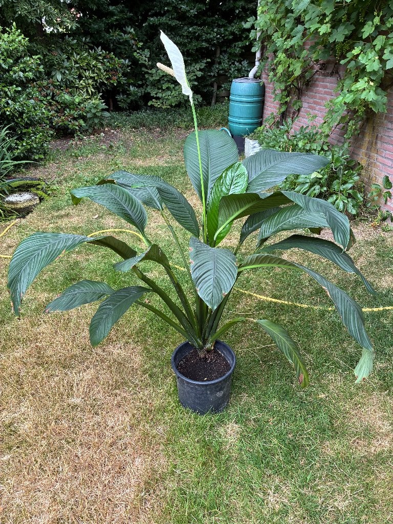 Decoratieve grote en bloeiende Spathiphyllium, Ophalen, 100 tot 150 cm, Overige soorten, Halfschaduw