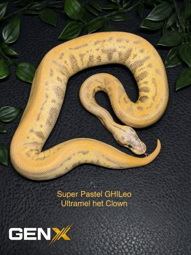 1.0 Super Pastel Ghi Leopard Ultramel het Clown, Slang, Tam, 0 tot 2 jaar