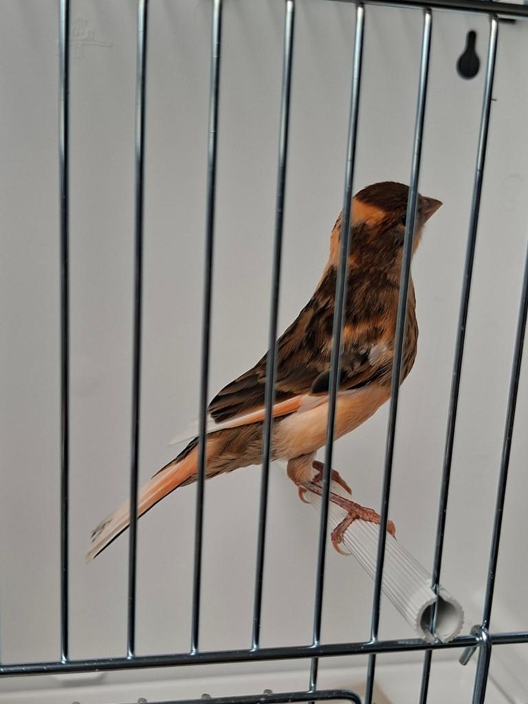 Harlekijn Kanaries te koop, Dieren en Toebehoren, Geslacht onbekend, Kleurkanarie