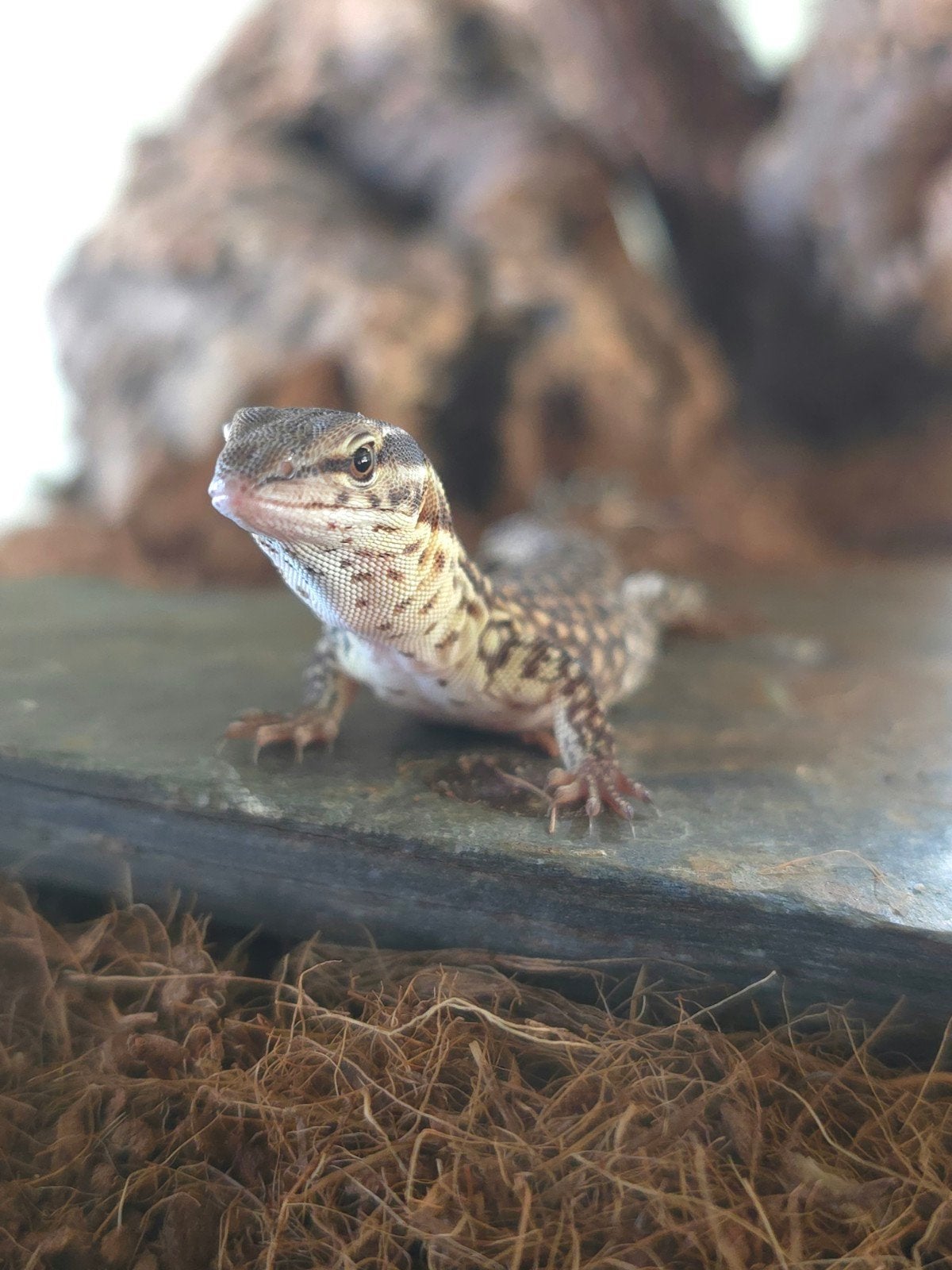 NK Stekelstaartvaranen (varanus acanthurus) Monitor Lizard photo 2