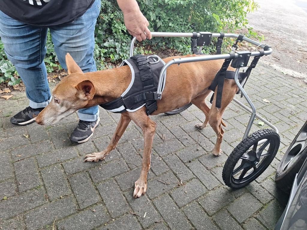 Hondenrolstoel grote honden, Ophalen of Verzenden