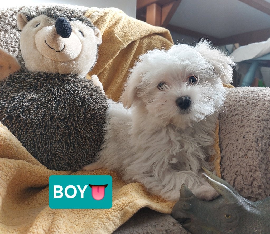 Maltezer pups, Maltezer, 8 tot 15 weken, Meerdere, Meerdere dieren