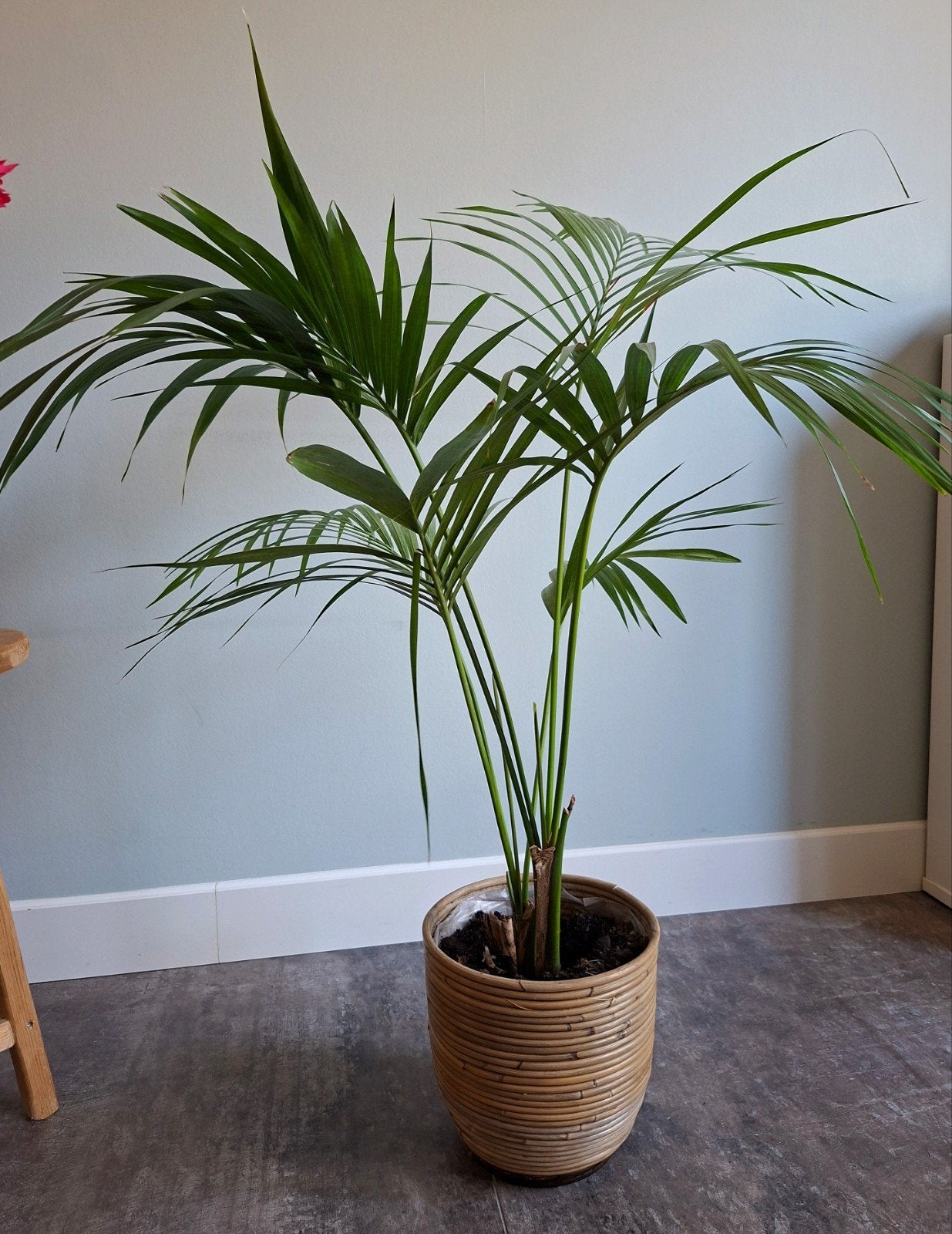 Kentiapalm met pot, Ophalen, Palm, Halfschaduw, In pot