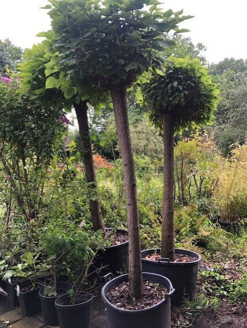 Bolcatalpa kuip dus kan zo mee . hoogte ongeveer 2,5 meter ., Tuin en Terras, Planten | Bomen, Overige soorten, 250 tot 400 cm