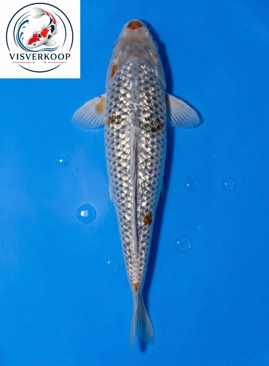Koi Ochiba Shigure., Karper of Koi