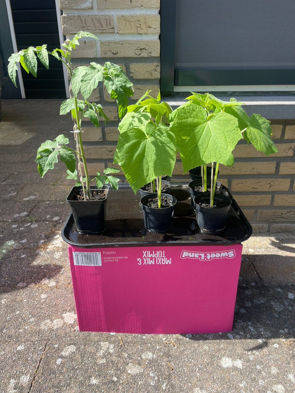 Komkommer- en tomatenplantjes - Jonge planten, Ophalen, Volle zon, Eenjarig, Zomer
