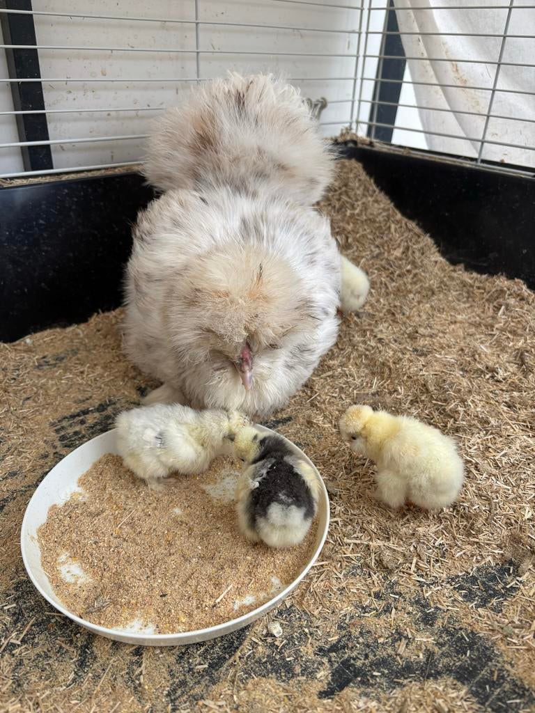 Zijdehoen hen met kuikens, Dieren en Toebehoren, Pluimvee, Vrouwelijk, Kip