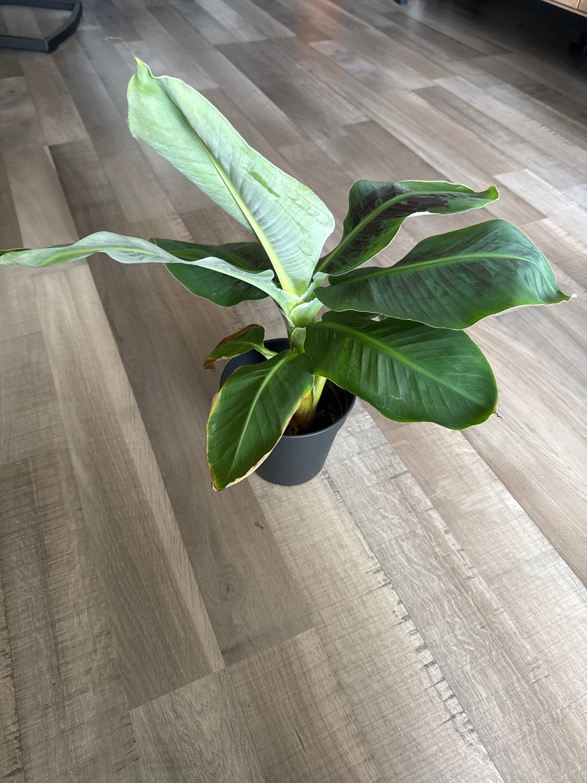 Musa Dwarf Cavendish - bananenplant in pot, Overige soorten, Volle zon, Vaste plant, Ophalen of Verzenden
