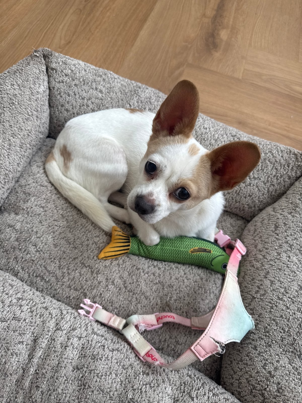 Cute little dog for adoption, 1 tot 2 jaar, Buitenland, Parvo, Meerdere dieren