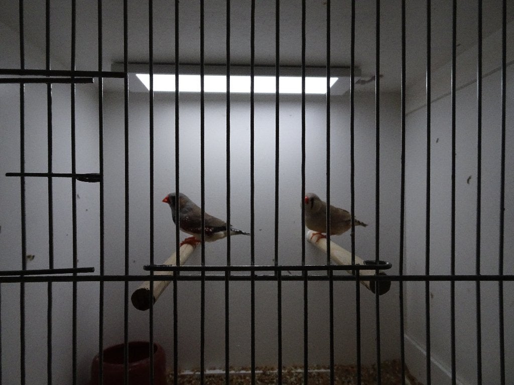 zebravinken, Dieren en Toebehoren, Meerdere dieren, Tropenvogel