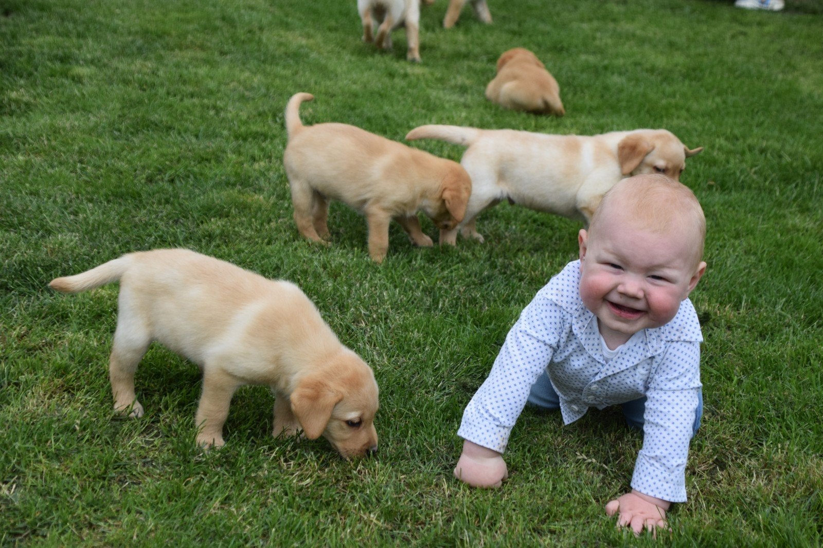 Prachtige gemêleerde groep donker-, en blonde labradors pups, Parvo, Overige rassen, 8 tot 15 weken, Meerdere