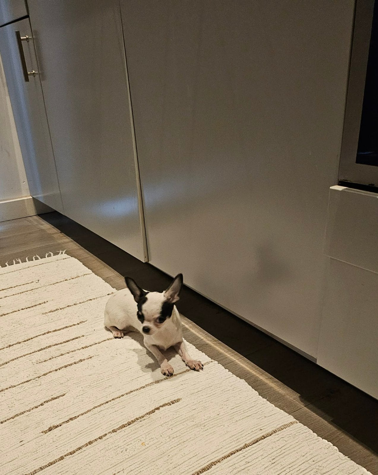 Prachtige lieve mini Chihuahua teef van 6 maanden ️, Parvo, Particulier, 15 weken tot 1 jaar, Buitenland