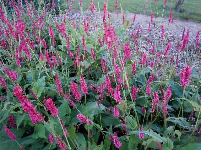 Persicaria Amethyst Summer of duizendknoop, Ophalen, Bodembedekkers, Volle zon, Vaste plant