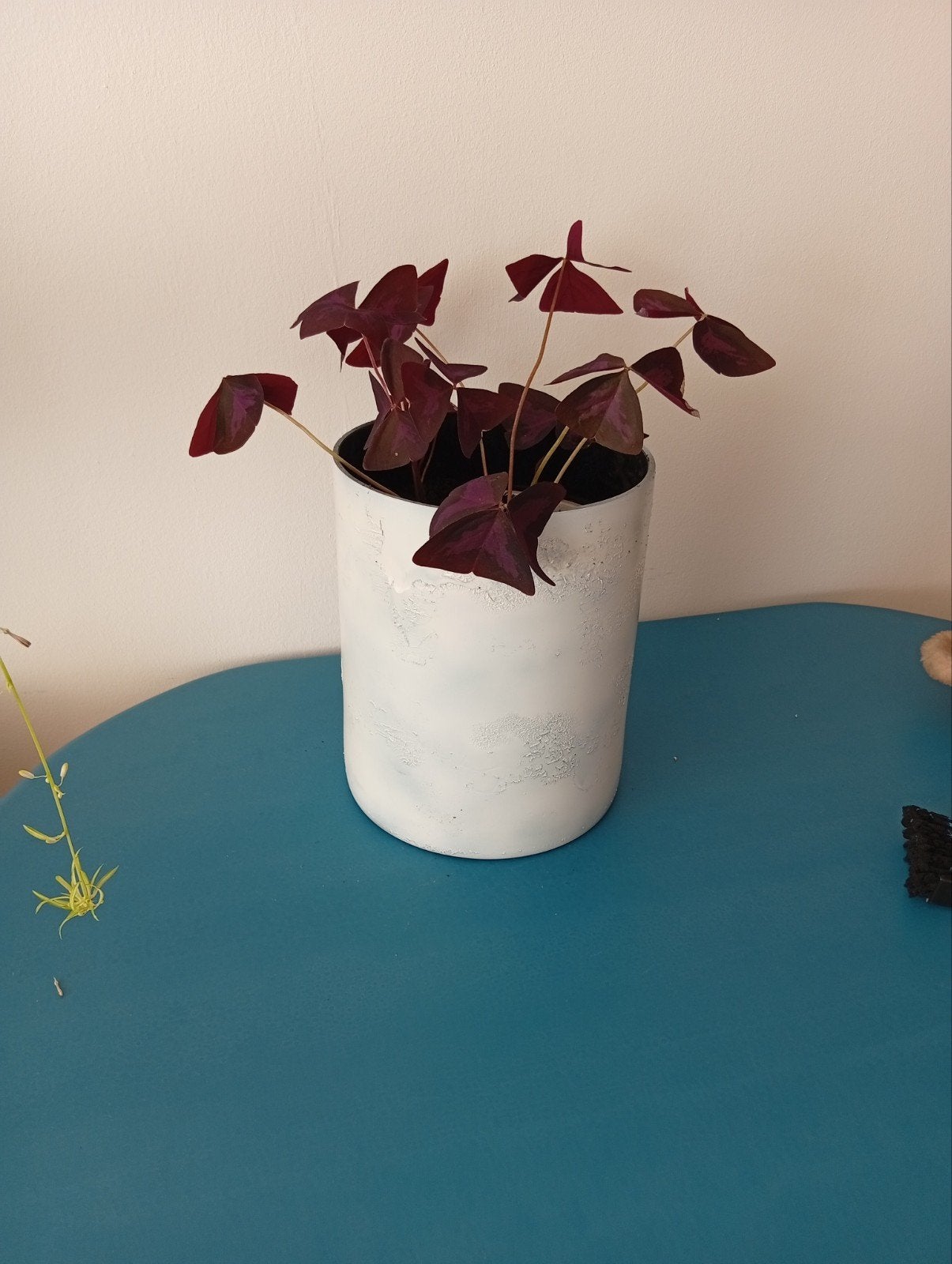 Vlinder  plant (Oxalis), Ophalen of Verzenden