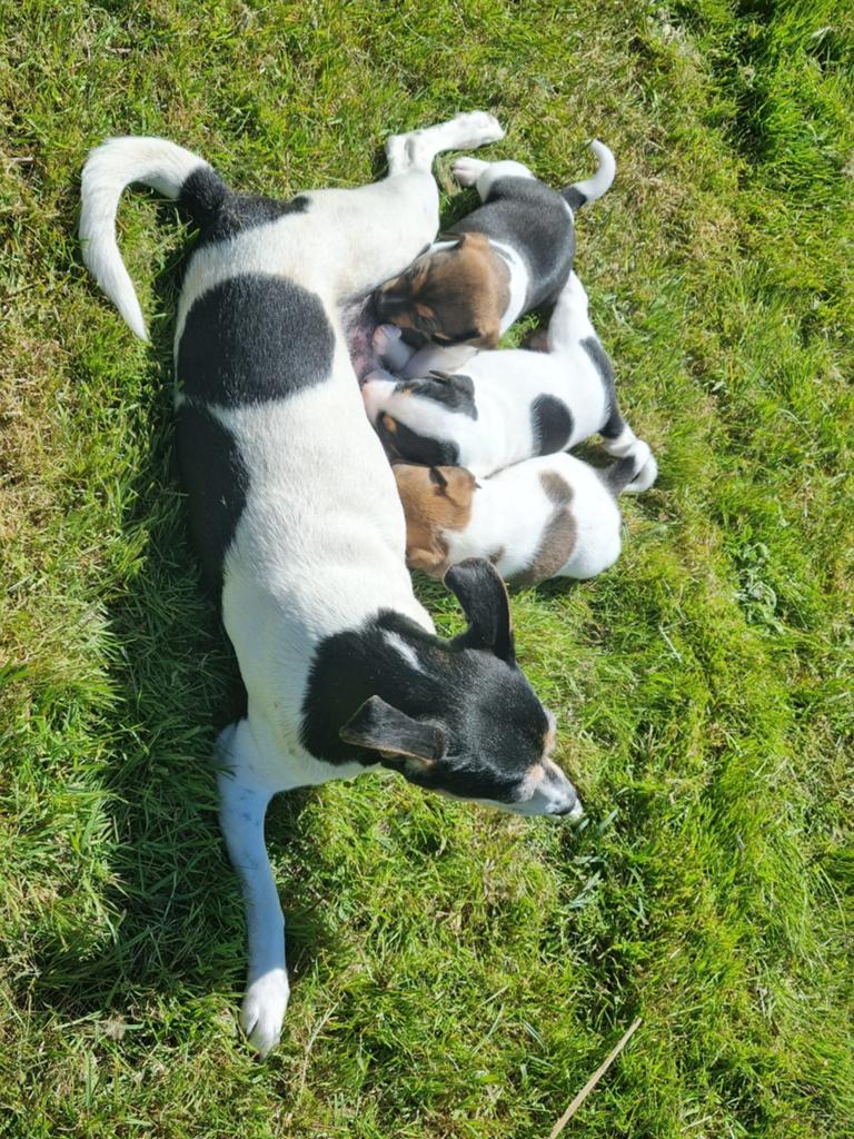 Prachtige Boerenfox pups, Overige rassen, 8 tot 15 weken, Meerdere, Meerdere dieren