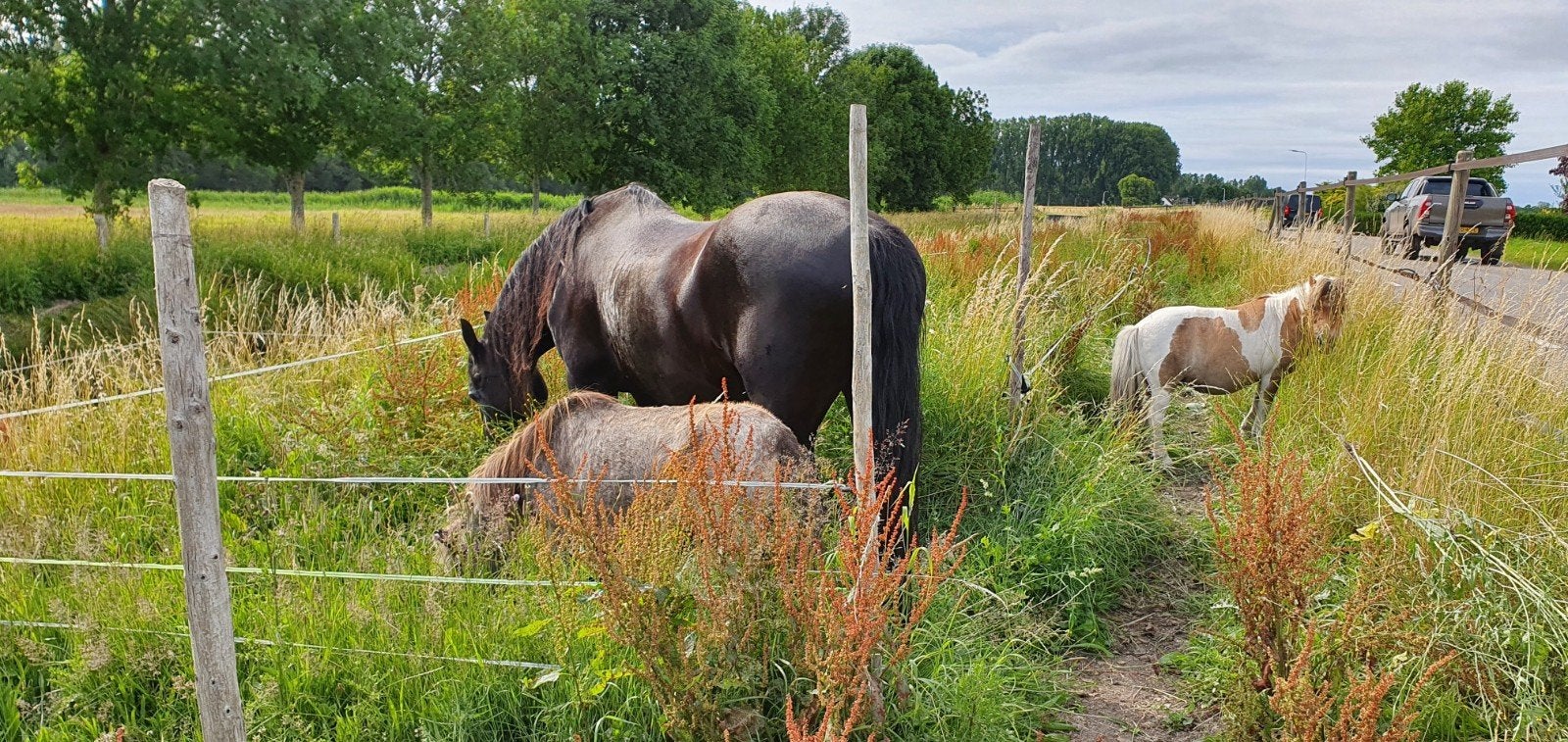 Weidegang met schuilstal aangeboden, Weidegang, 1 paard of pony
