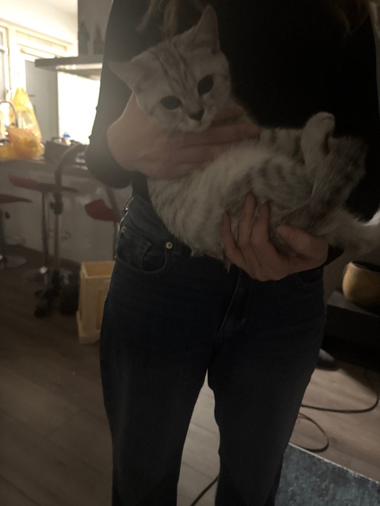 Kitten, Dieren en Toebehoren, Katten en Kittens | Raskatten | Korthaar, Kater, Met stamboom, 0 tot 2 jaar