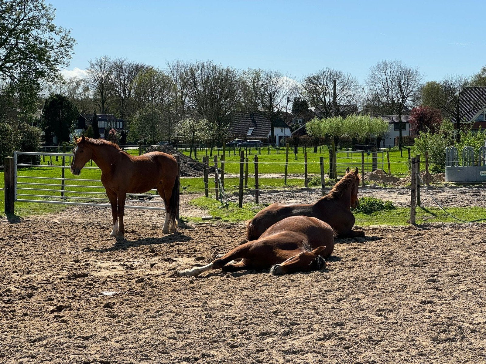 plek voor n ruin in Soest, Dieren en Toebehoren, Stalling en Weidegang, 2 of 3 paarden of pony's