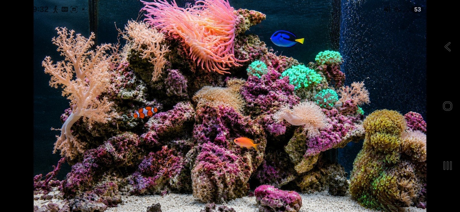 Compleet zeeaquarium 2, Dieren en Toebehoren, Ophalen, Gevuld zeewateraquarium
