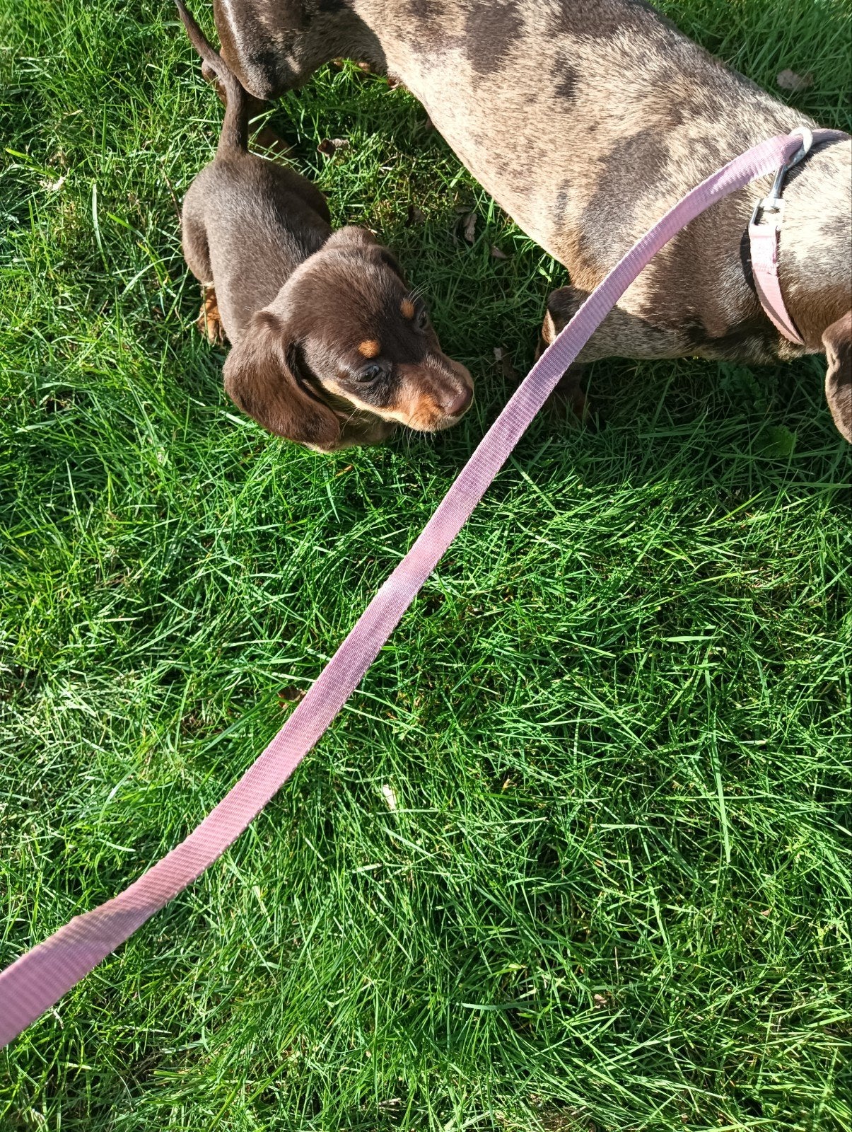 ❤️🐾 PRACHTIG CHOCOLATE & TAN TECKELPUPJE 🐾❤️, CDV (hondenziekte), Reu, 8 tot 15 weken, Korthaar